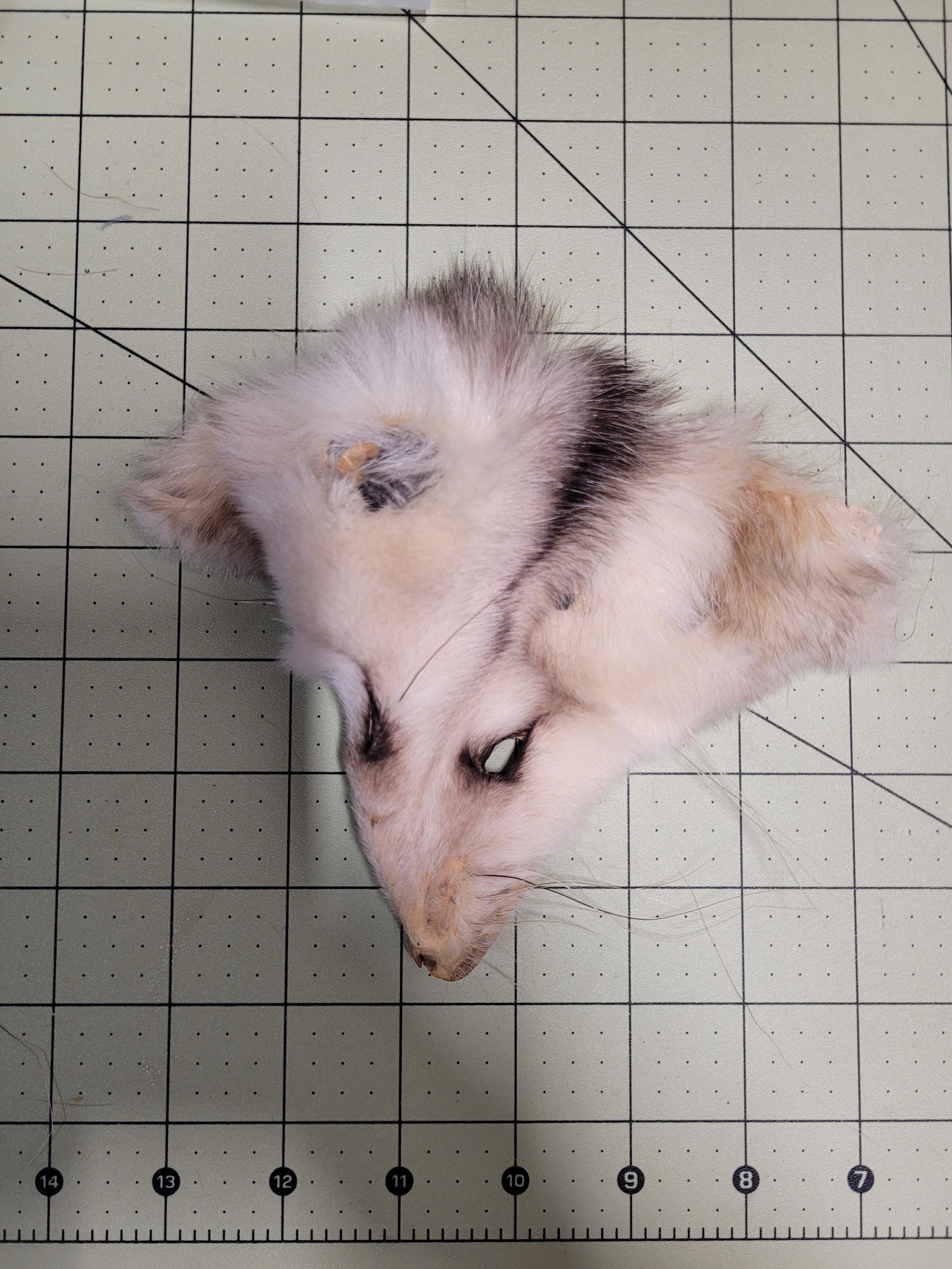Authentic Fur Faces