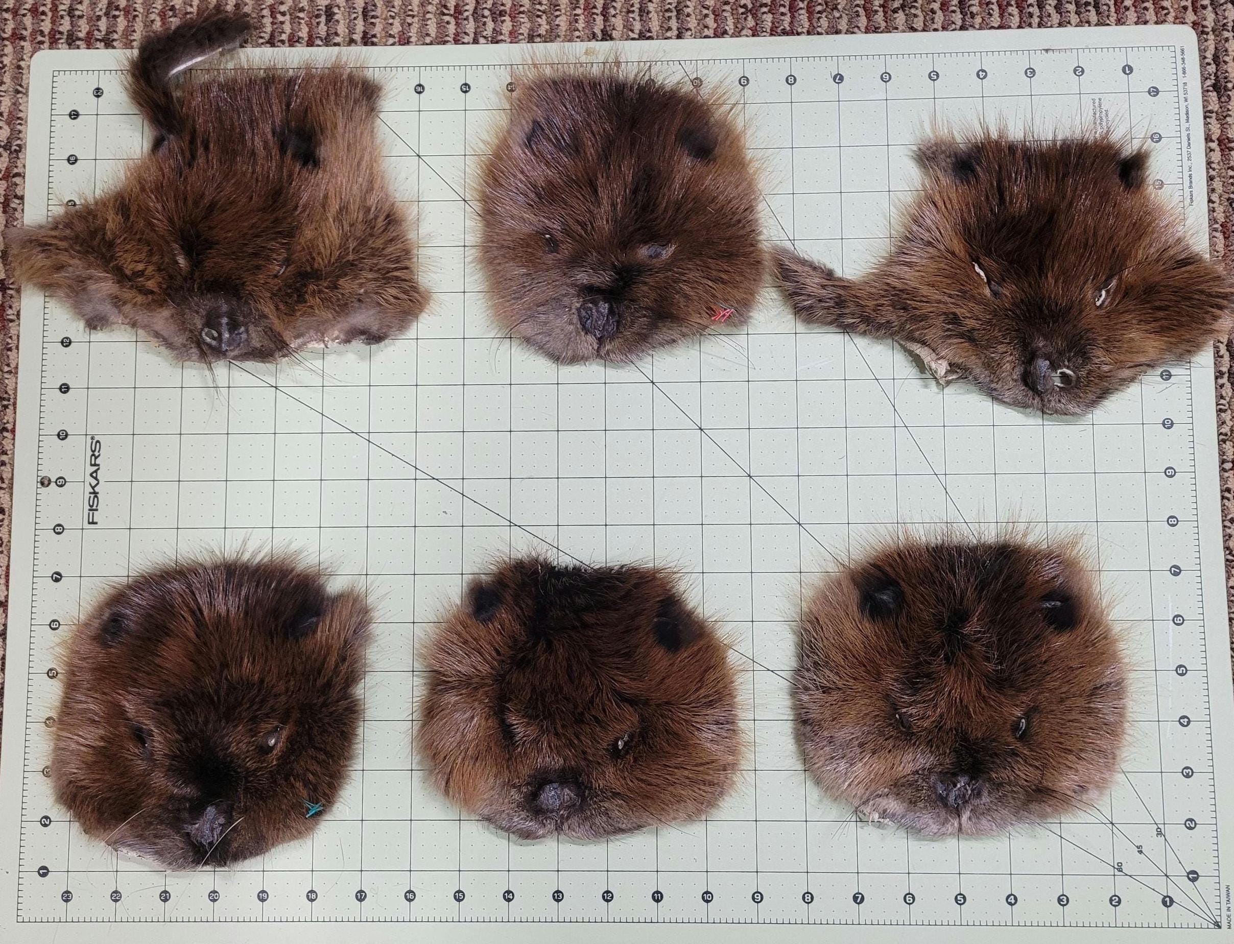 Authentic Fur Faces