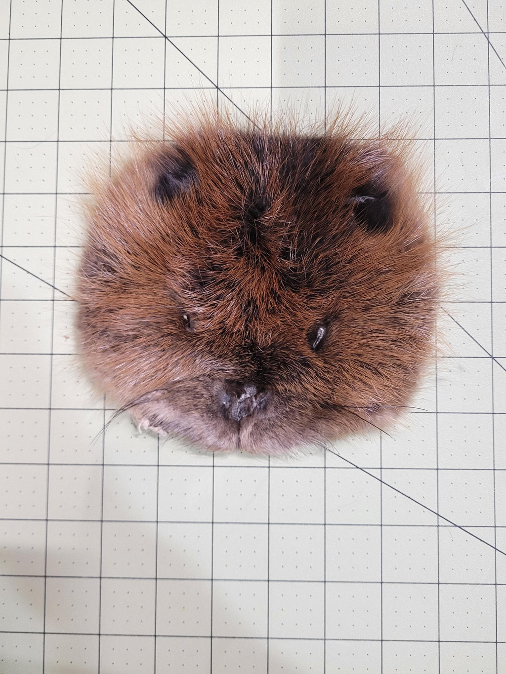 Authentic Fur Faces