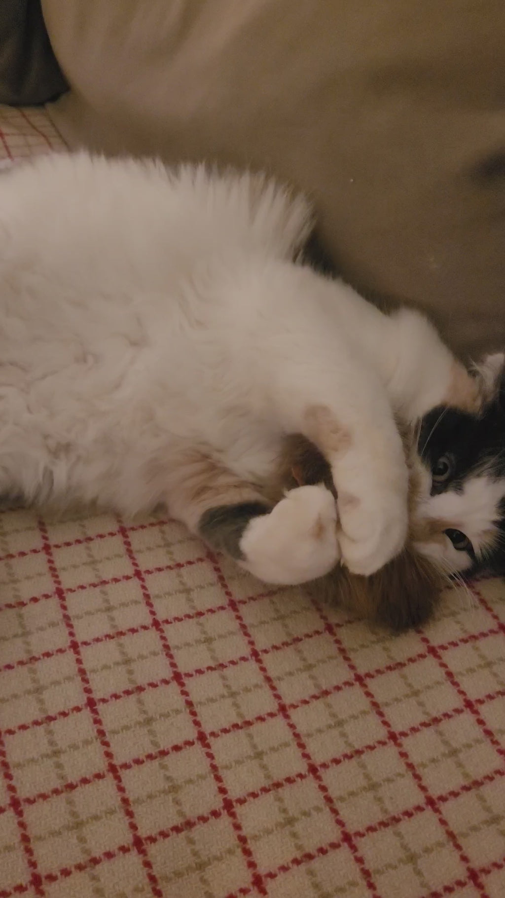 Beaver Fur Cat Toy