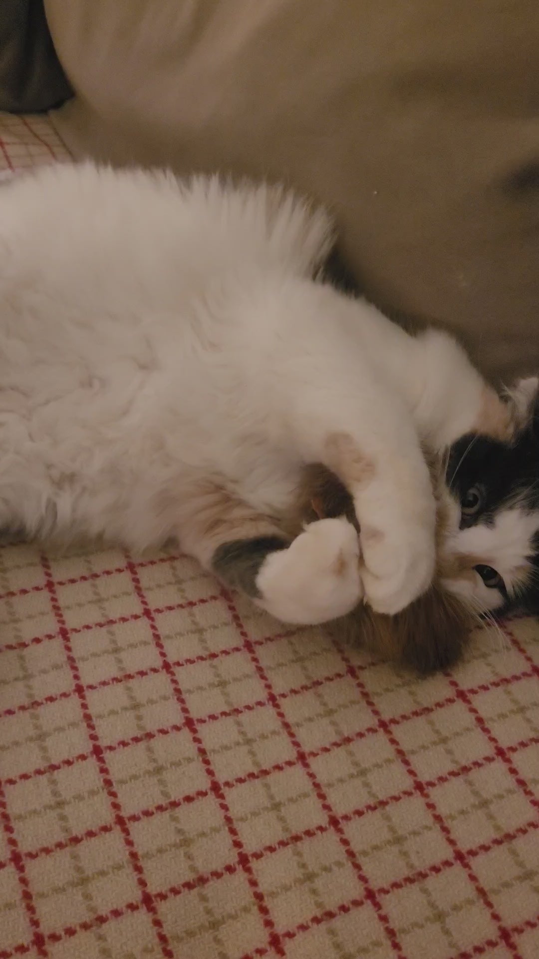 Beaver Fur Cat Toy