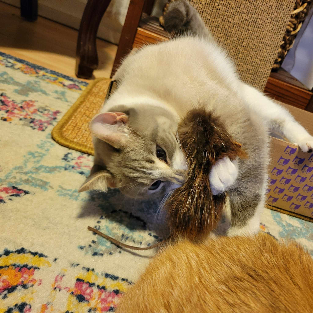 Beaver Fur Cat Toy